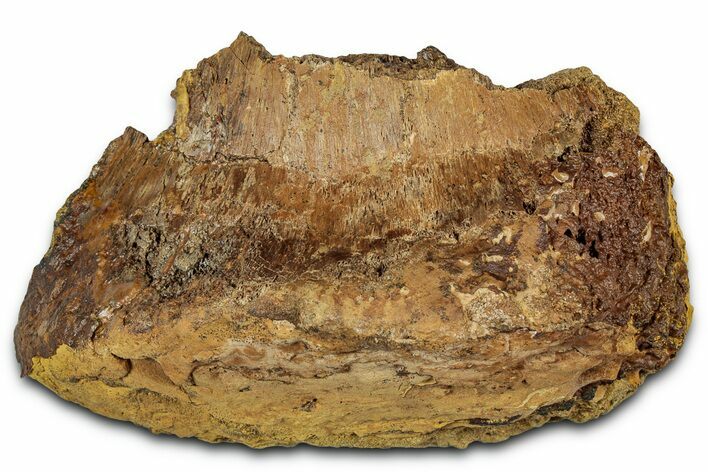 Fossil Dinosaur Bone Section - Wyoming #330993